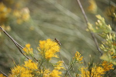 Poecilanthrax arethusa