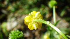 Ranunculus macounii