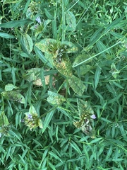 Coleosporium solidaginis