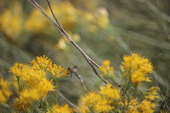 Poecilanthrax arethusa