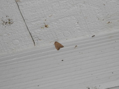 Battaristis concinnusella