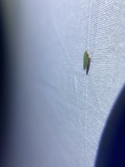 Draeculacephala balli