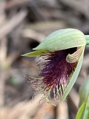 Calochilus robertsonii