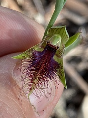 Calochilus robertsonii