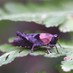 Formosatettix larvatus