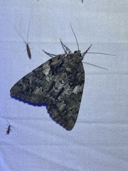 Catocala agrippina