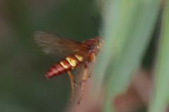 Sphecius convallis