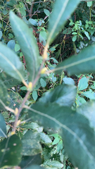 Salix cinerea