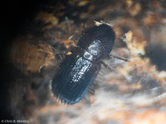 Scolytinae
