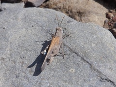 Lactista gibbosus