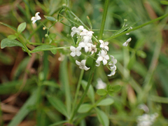Galium trifidum