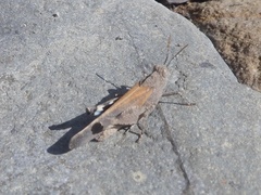 Lactista gibbosus