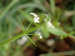 Galium trifidum