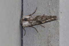 Lithomoia germana