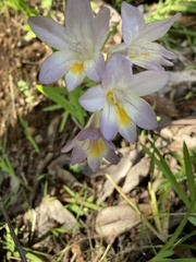 Freesia leichtlinii