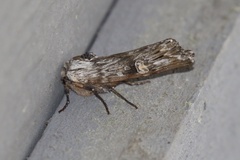 Lithomoia germana