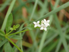 Galium trifidum