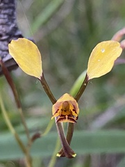 Diuris maculata