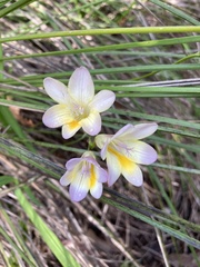 Freesia leichtlinii