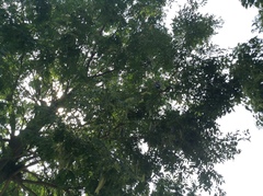Gleditsia sinensis
