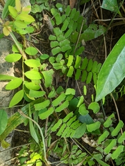 Adiantum philippense