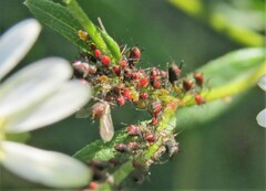 Uroleucon nigrotuberculatum