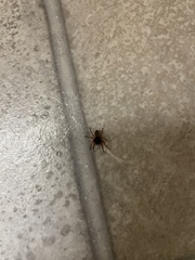 Dysdera crocata