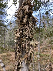 Lobaria