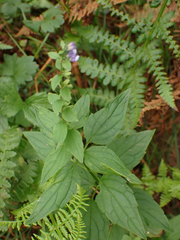 Scutellaria lateriflora