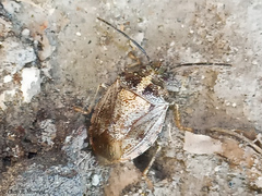 Discocephalinae