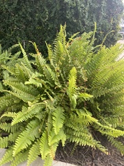 Nephrolepis exaltata