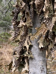 Lobaria