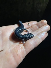 Plethodon cylindraceus