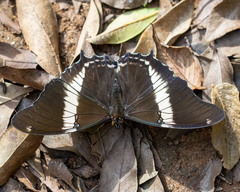 Siproeta epaphus
