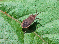 Hypselonotini