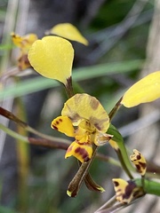 Diuris maculata
