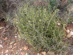 Roepera lichtensteiniana