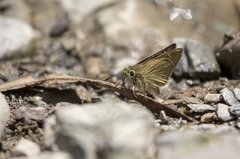 Borbo cinnara
