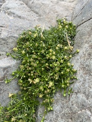 Sagina procumbens