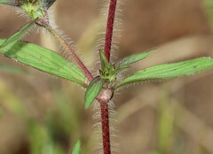 Crusea hispida