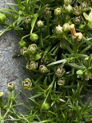 Sagina procumbens