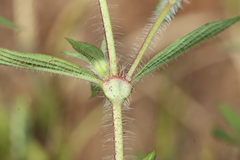 Crusea hispida
