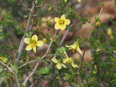 Roepera lichtensteiniana