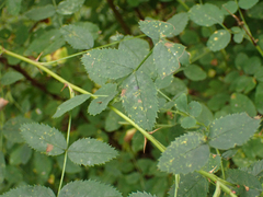 Rosa nutkana