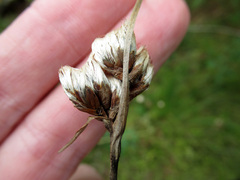 Eriophorum angustifolium