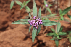 Crusea hispida