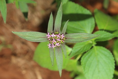 Crusea hispida