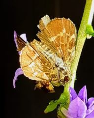 Amblyscirtes aesculapius