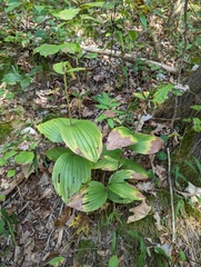 Cypripedium parviflorum