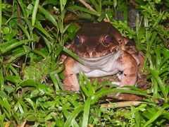 Leptodactylus savagei